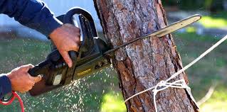 Best Storm Damage Tree Cleanup  in Broomfield, CO