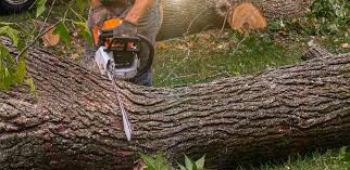 Best Emergency Tree Removal Services  in Broomfield, CO