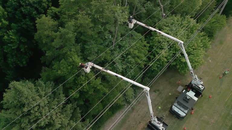 Best Root Management and Removal  in Broomfield, CO